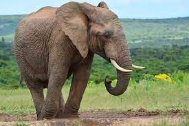 Besides, the african elephant is the strongest animal in the whole world! Animal Species Of Africa