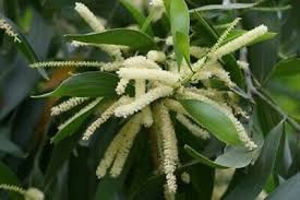 Image result for Acacia mangium