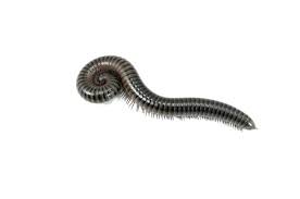 Many are brightly colored and all have stink glands. we seem to recall that some millipedes can release cyanide as a defense, but we will. 1 694 Black Centipede Stock Photos And Images 123rf