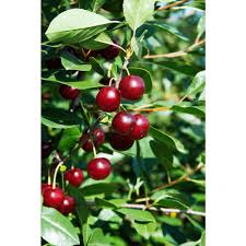 Gurney S Juliet Dwarf Bush Cherry Prunus Live Bareroot Plant Dwarf Fruit Tree 1 Pack 94742 The Home Depot In 2020 Dwarf Fruit Trees Fruit Trees Key Lime Tree Care