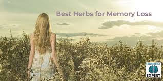 Several countries prescribe vinpocetine as holistic medicine for improving memory and cognition. Davidtomen On Twitter Best Herbs For Memory Loss Https T Co Clxzncisdm Nootropics Memory Herbs