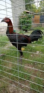 Seperti yang di ketahui bahwa negara peru merupakan salah satu negara yang paling banyak penggemar ajang sabung ayam dan di sertai oleh beberapa negara lainnya. Jenis Ayam Peruvian
