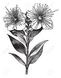 Herbology Drawing Recherche Google Myrtle Flower Engraving Illustration Drawings