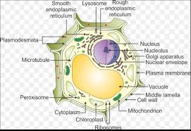 Animal cell diagram labeled vacuole. Draw A Labelled Diagram Of Plant Cell And Describe Nucleus Vacuole And Mitochondria Brainly In