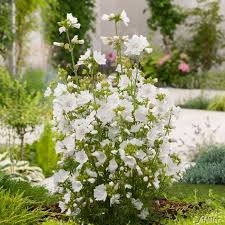 Weisse Moschus Malve Malva Moschata Alba Pflanzen Garten Schluter Garten