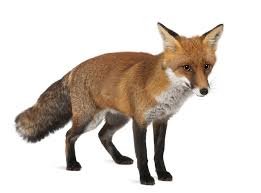 Fox Definition And Meaning Collins English Dictionary
