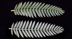 Image result for Chamaecrista zambesica