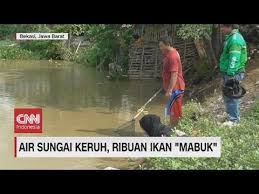 Caranya, isi mulut dengan beberapa buah pasalnya, tulang ikan yang menempel terus di kerongkongan dapat menyebabkan sejumlah risiko komplikasi, seperti merobek kerongkongan. Air Sungai Keruh Ribuan Ikan Mabuk Youtube