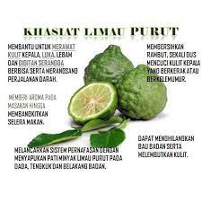 Limau purut amat popular digunakan dalam masakan kemboja, melayu, myanmar dan indonesia. Anak Pokok Limau Purut Kawen Tempatan Shopee Malaysia