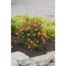 This rose does not need to be sprayed like many other rose varieties. Oso Easy Rose Paprika Rosa Hybrid Rose Bush For Sale At Logee S