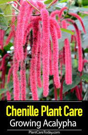 Chenille Plant Care Growing The Red Hot Cat Tails Acalphya Plant Chenille Plant Plants Plant Care