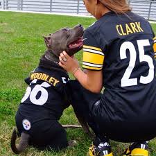 Cute Idea Just Not A Fan Of The Team Cute Pitbulls Pitbulls Pitbull Dog