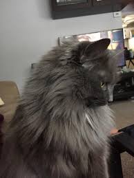 Pictures Of Nebelung Cat Breed Nebelung Cat Nebelung Cat Breeds