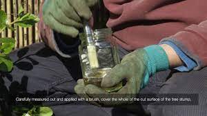 It will depend on the size of the stump but could take up to two hours. How To Kill Tree A Stump With Roundup Tough Concentrate Videos Roundup Weedkiller Youtube