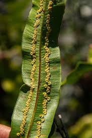 Image result for Oleandra distenta