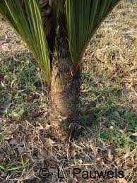 Image result for Coleotrype laurentii