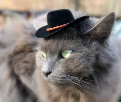 Cat cowboy with western cowboy hat and red bandanna. Hats For Cats