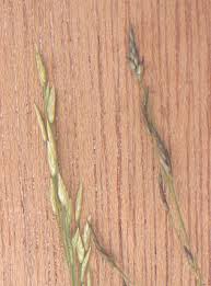 Image result for Eragrostis tef