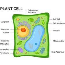 Plant Cell Facts Facts Just For Kids