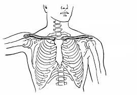 Coloring Page Collarbone And Breastbone Anatomy Coloring Book Coloring Book Pages Coloring Pages