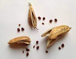 Doesn't come in new colors. How To Cross Bearded Irises Plantxing