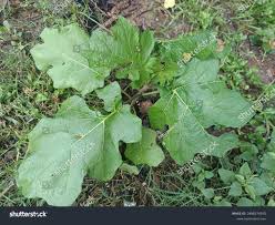 Image result for Solanum capsicoides