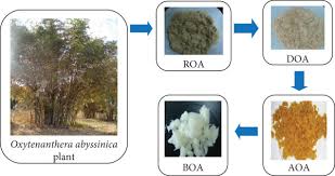 Image result for Oxytenanthera abyssinica