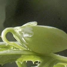 Image result for Basananthe longifolia