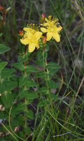 Image result for Hypericum aethiopicum