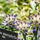 Changement climatique et Plantes Alpines event image