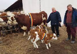 Maybe you would like to learn more about one of these? Trei ViÅ£ei Dintr O LoviturÄ Succes Realizat De VÄcuÅ£a Helga La Scdcb Arad Revista Ferma