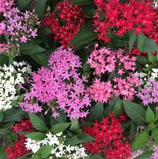 Image result for Pentas lanceolata