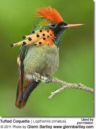 Birds With Tufted Heads Hummingbird Information Pin For Pinterest Birds Nature Birds Beautiful Birds