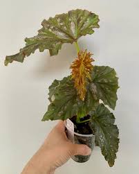 Image result for Begonia nyassensis