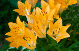 100+ Hemerocallis Flava Stock Photos, Pictures & Royalty-Free Images