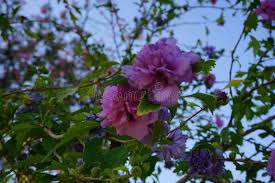 Image result for Hibiscus syriacus Violet Clair Double