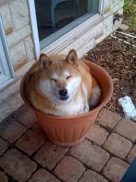 Terdapat ayam yang tersembunyi di antara ayam lainnya, termasuk di belakang tombol bersihkan. Hibur Diri Dengan Foto Foto Para Shiba Inu Super Kawaii Ini Yuk Berita Jepang Japanesestation Com