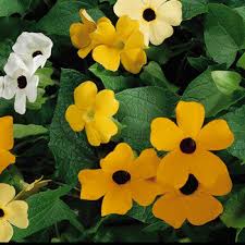 Image result for Thunbergia dregeana