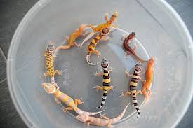 Maybe you would like to learn more about one of these? Leopard Gecko V1 Leopard Gecko Leopard Gecko Morphs Gecko