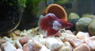 Betta fish are some of the most beautiful tropical fish in the world. Why Does My Betta Fish Lie At The Bottom Of Its Tank