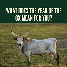 You are the freaking arsonist. serena c. What Does The Year Of The Ox Mean For You Holidappy Celebrations