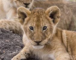Journee Mondiale Du Lion Worldlionday Un Courant De Vert Lion Journee Mondiale