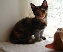 Finest munchkin kittens for sale from reputable breeders. Munchkin Cat Breeders Websites Kittysites Com