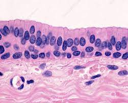 1.stratum basale is a single layer of cuboidal to columnar cell rest on a wavy basement membrane. Stratified Columnar Tissue Image From Web Parts Of The Eye Histology Slides Tissue