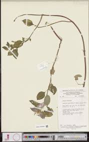 Image result for Heterotis decumbens