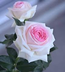 Pin By Ayah Taji On Guller Beautiful Rose Flowers Beautiful Flowers Beautiful Roses