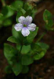 Image result for Ruellia cordata