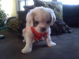 They are ready to go to loving homes. Beautiful Cockapoo White Male Puppy Price Is Down Video Inside For Sale In Hillsdale New Jersey Classified Americanlisted Com