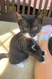 Caring for a kitten is like caring for a baby or even a puppy. Looking To Adopt A Pet Here Are 3 Cuddly Kittens To Adopt Now In