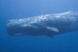 Panjang gelombang dari suara ultrasonik sendiri adalah 20 kilohertz, yang mana panjang gelombang ini tak dapat di tangkap dan didengar oleh manusia. 11 Hewan Yang Memiliki Suara Paling Keras Si Binatang